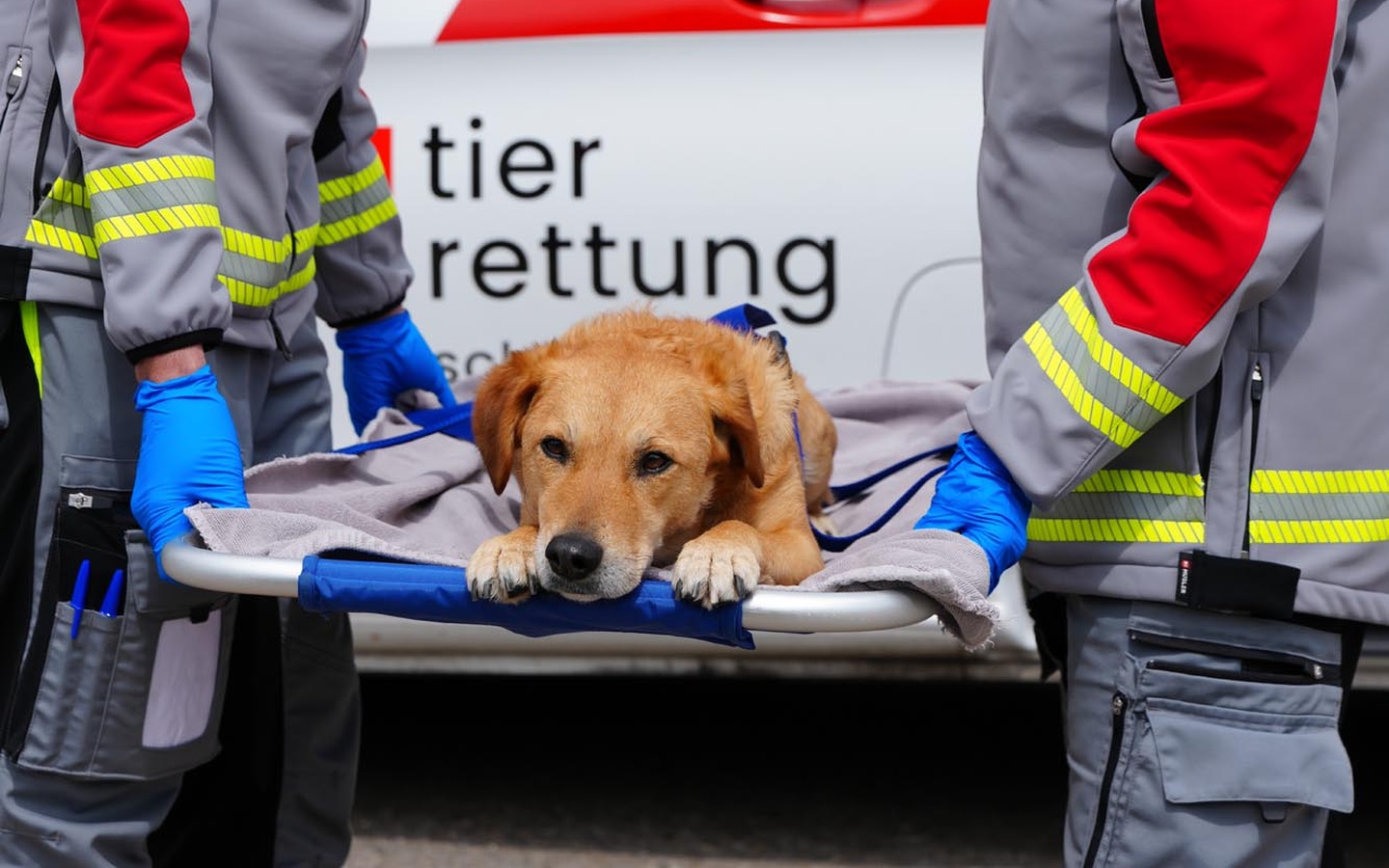 Projektbild: Helfen Sie, den 24/7-Tiernotruf zu retten
