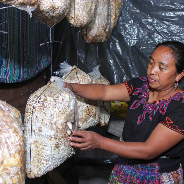 Pilzzüchterin in Guatemala